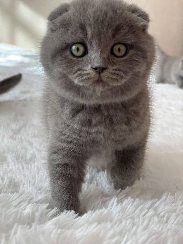 scottishfold kittens imported 0 3 0 0 3 5 6 2 2 3 3 2