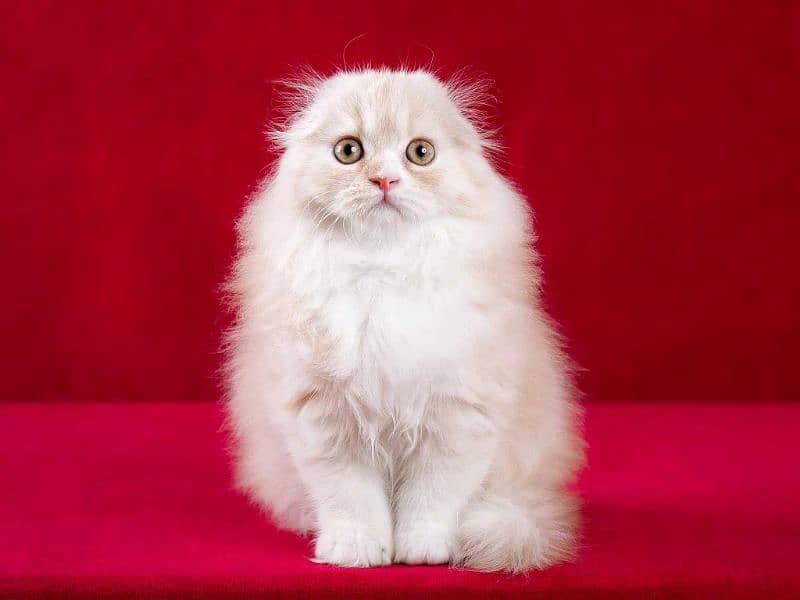 scottishfold kittens imported 0 3 0 0 3 5 6 2 2 3 3 3