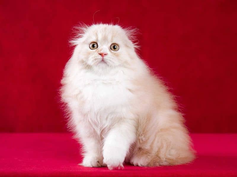 scottishfold kittens imported 0 3 0 0 3 5 6 2 2 3 3 5