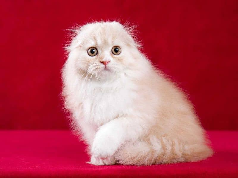 scottishfold kittens imported 0 3 0 0 3 5 6 2 2 3 3 8