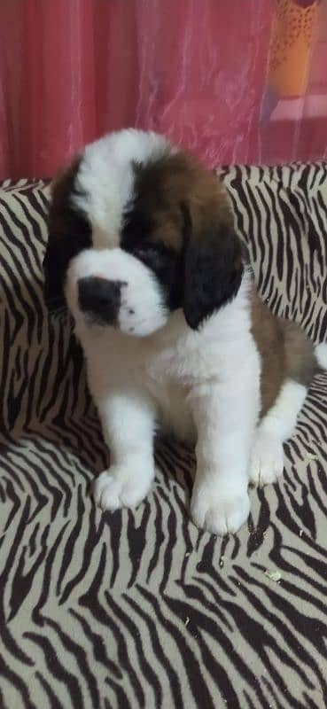 saint bernard puppy imported 0 3 0 0 3 5 6 2 2 3 3 0