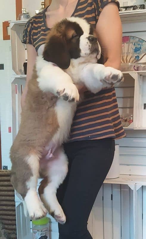 saint bernard puppy imported 0 3 0 0 3 5 6 2 2 3 3 1