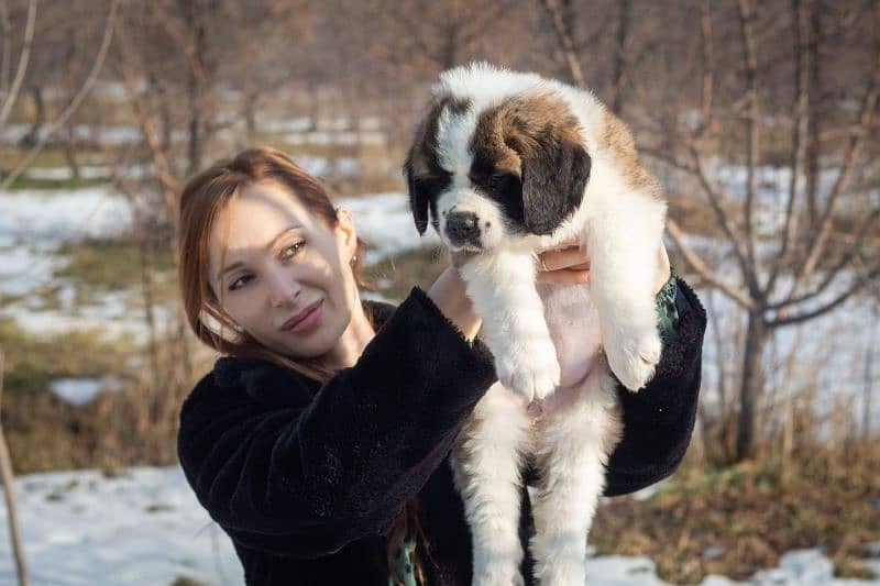 saint bernard puppy imported 0 3 0 0 3 5 6 2 2 3 3 2