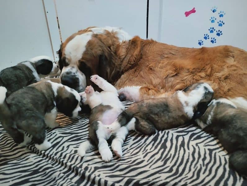 saint bernard puppy imported 0 3 0 0 3 5 6 2 2 3 3 4
