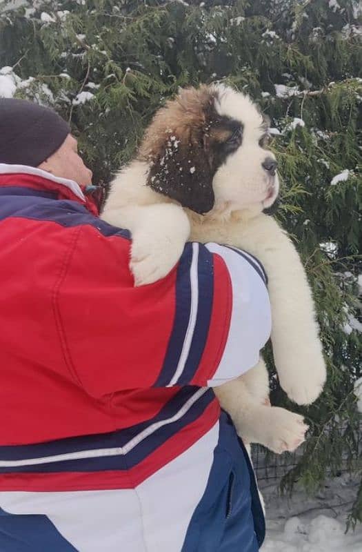 saint bernard puppy imported 0 3 0 0 3 5 6 2 2 3 3 5