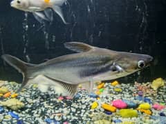 blue line shark 1 feet pair for urgent sale