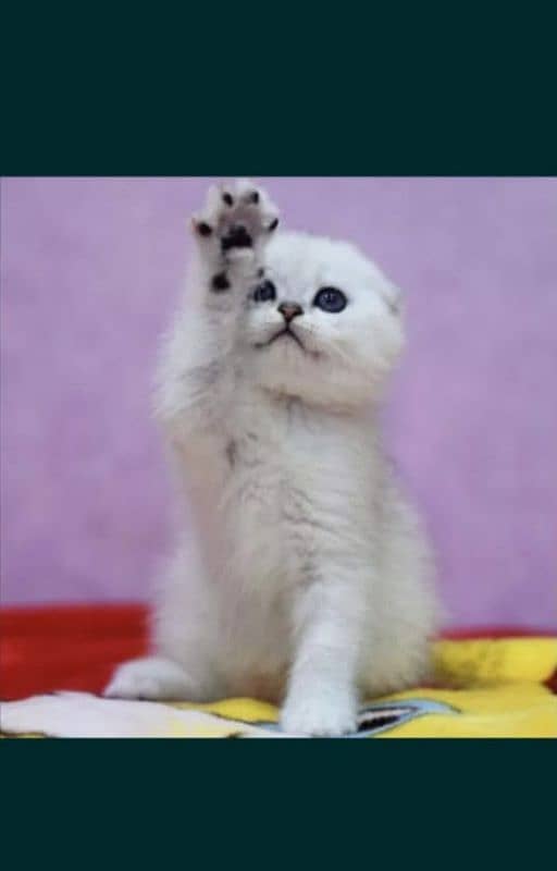 Scottish fold 0