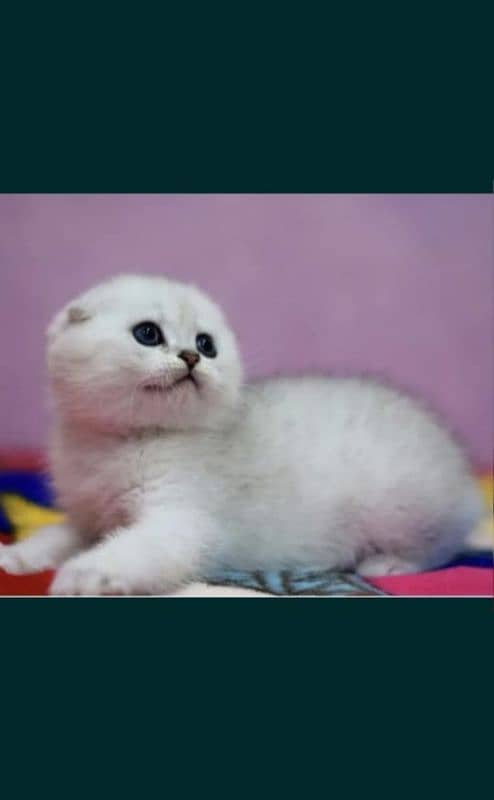 Scottish fold 2