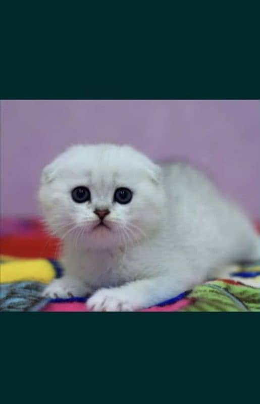 Scottish fold 5