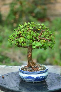 Jade