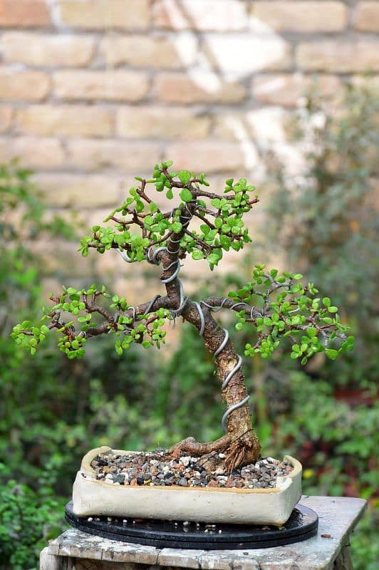 Jade Bonsai 1
