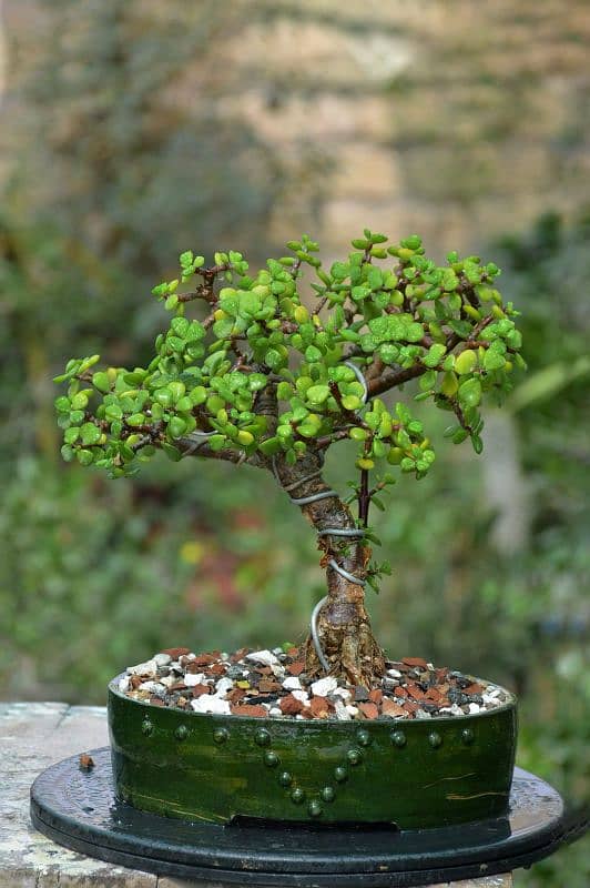 Jade Bonsai 2