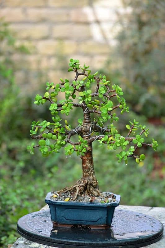 Jade Bonsai 3