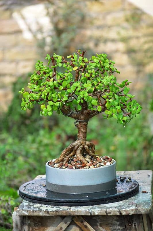 Jade Bonsai 4