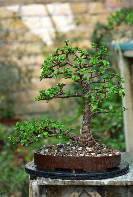 Jade Bonsai 5