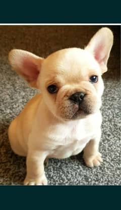 french bulldog