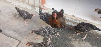 9 chick's