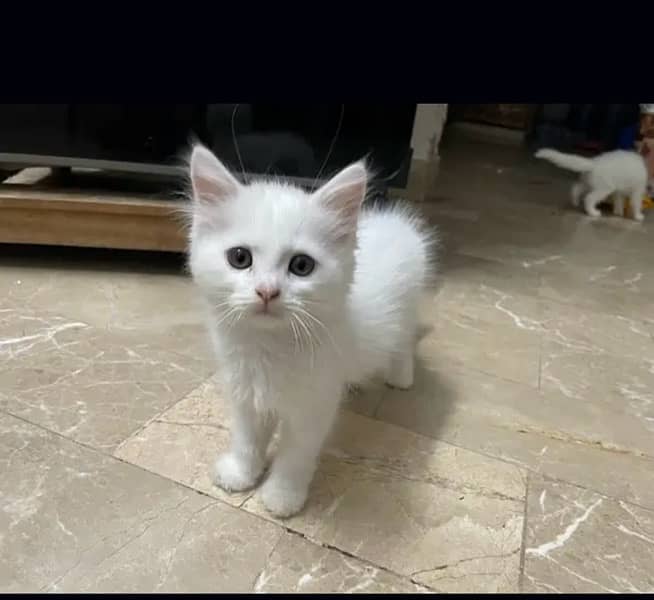 fluffy kittens for sale 0