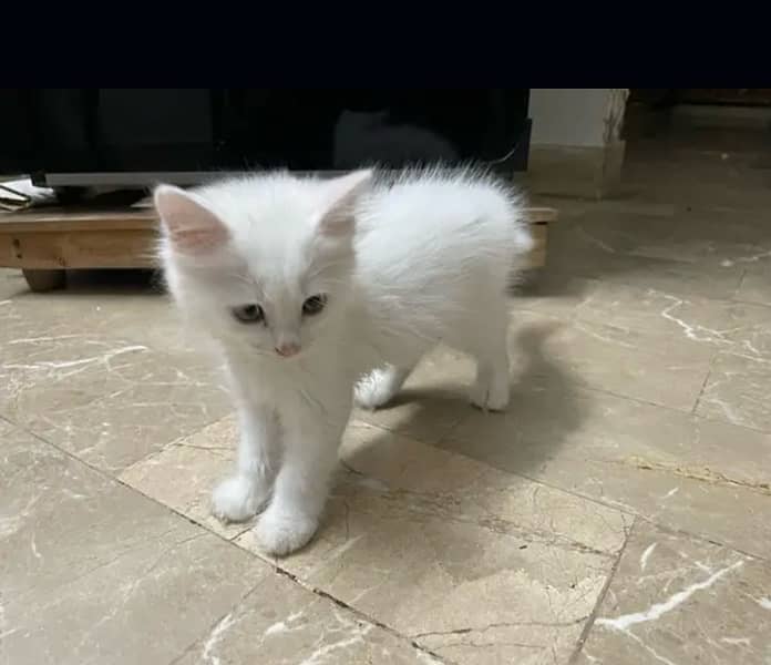 fluffy kittens for sale 2