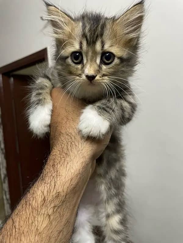 fluffy kittens for sale 4