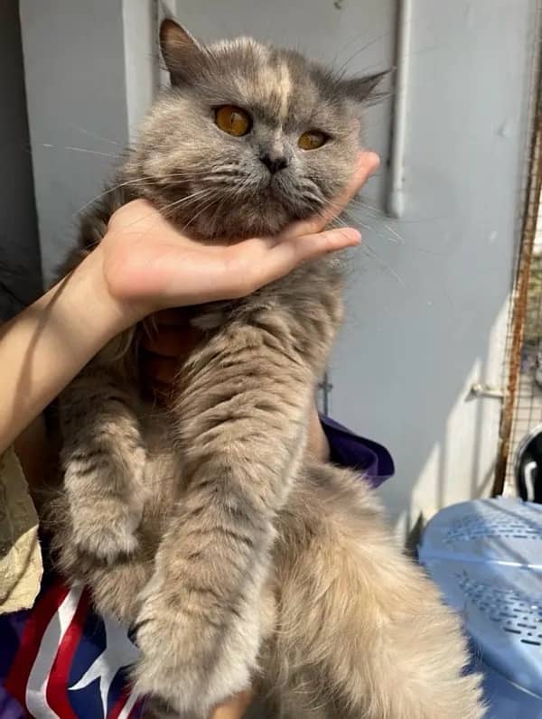fluffy kittens for sale 5