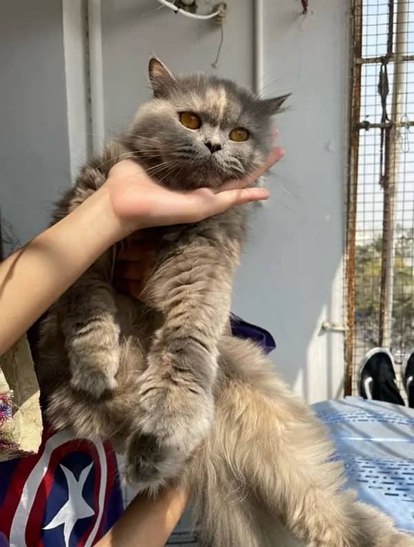 fluffy kittens for sale 7