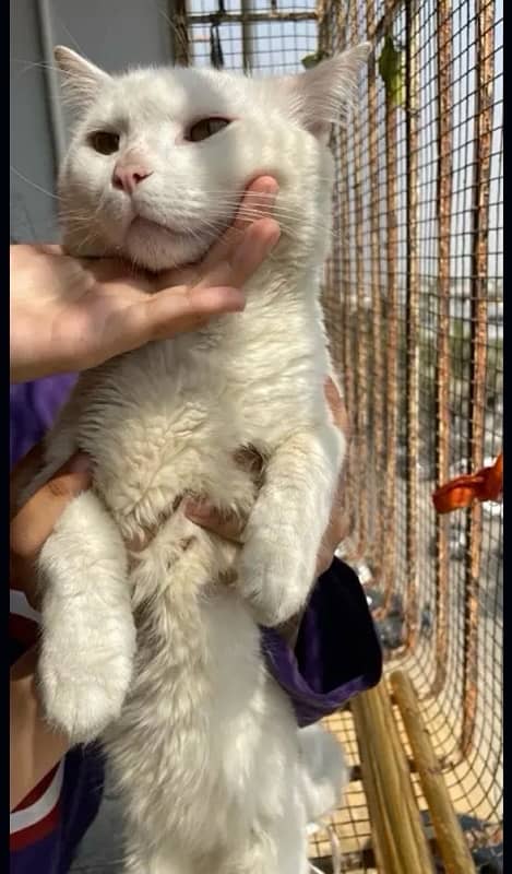 fluffy kittens for sale 8