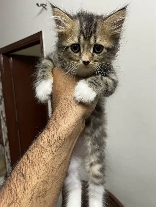 fluffy kittens for sale 10