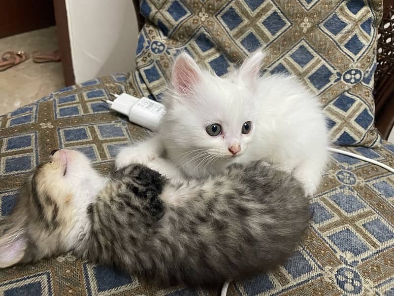 fluffy kittens for sale 6
