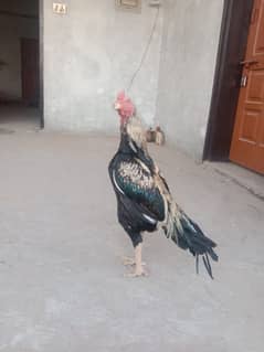 Aseel murga for sale fitar murga hy