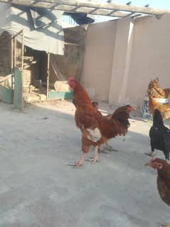 hens