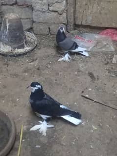 piegon for sale
