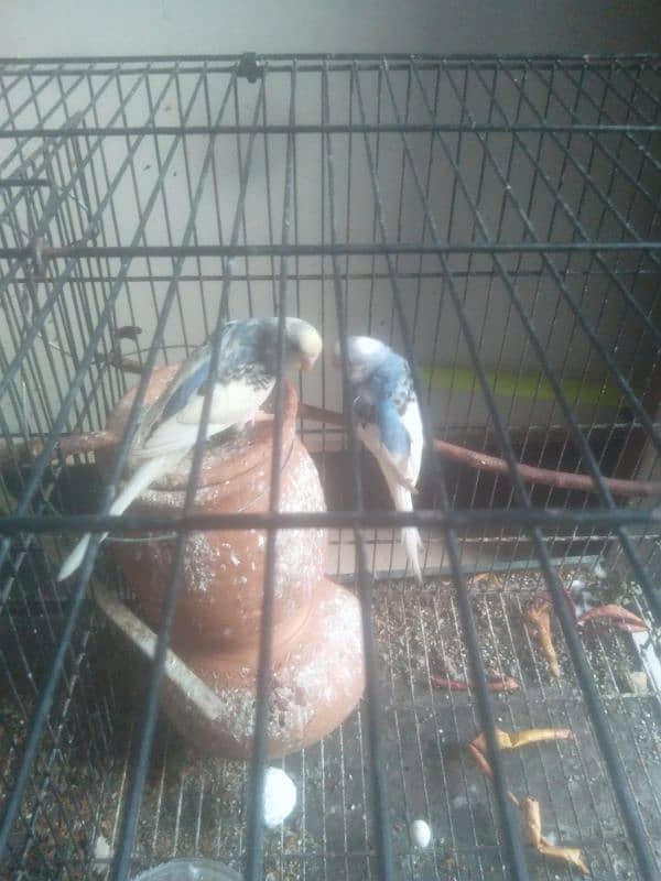 Australian parrots 0