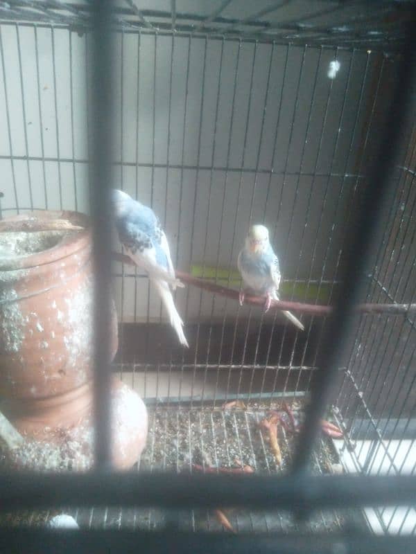 Australian parrots 1