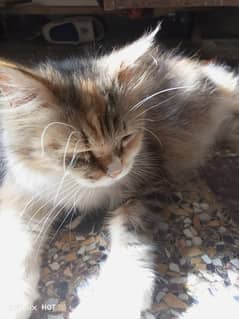 Beautiful Russian pregnant cat for sale