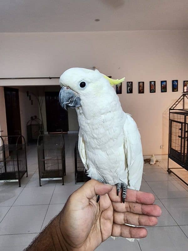 Medium S Cocka2, Brdr Galah, Triton Chic&Breeder Female,Amazon,RedLory 0