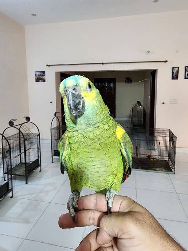 Medium S Cocka2, Brdr Galah, Triton Chic&Breeder Female,Amazon,RedLory 8