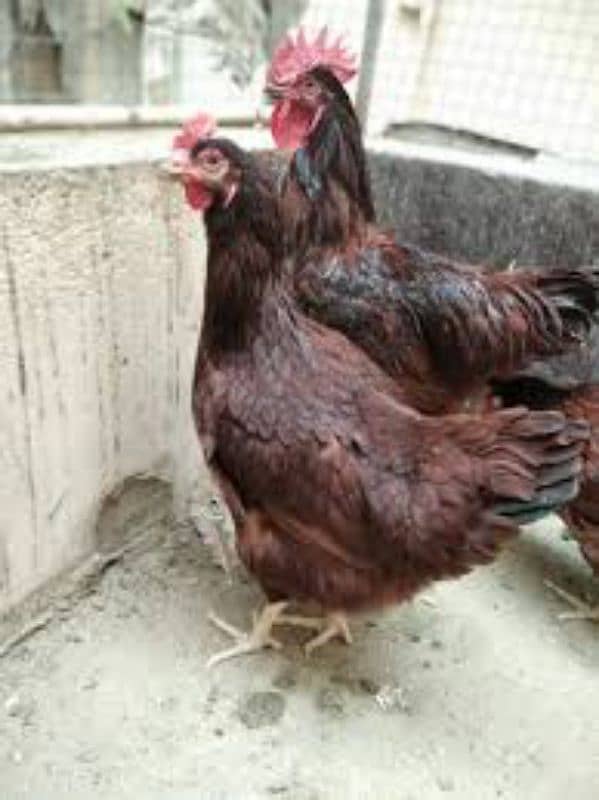 Astrolop RiR Fayoumi Misri Dandarvi 1