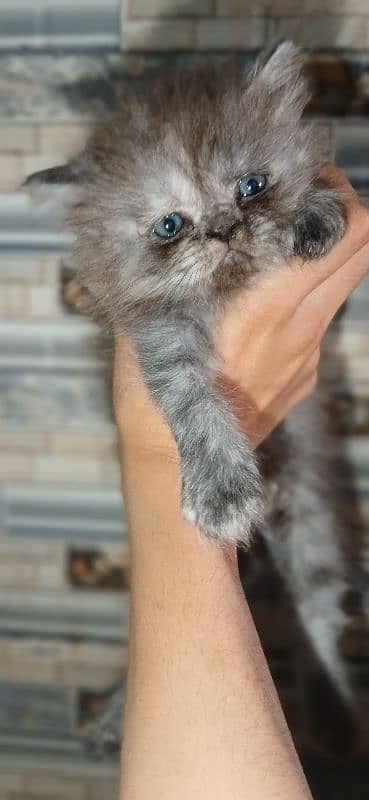 pure parsheyan kittens for sale 1
