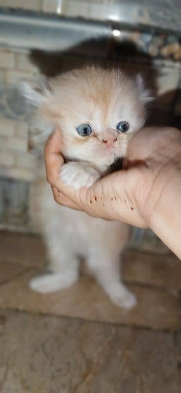 pure parsheyan kittens for sale 2