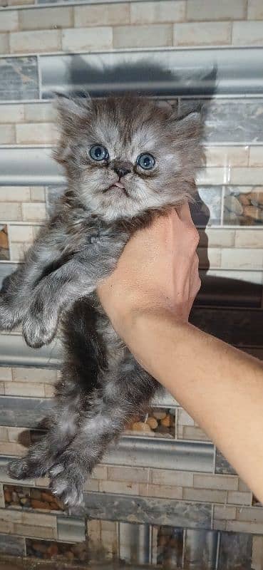 pure parsheyan kittens for sale 4