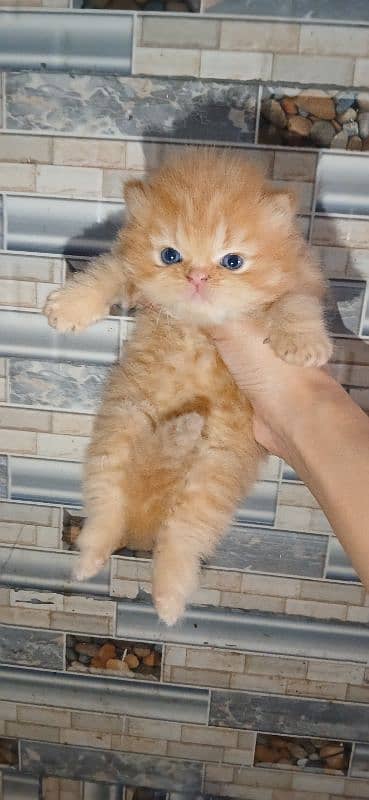 pure parsheyan kittens for sale 5