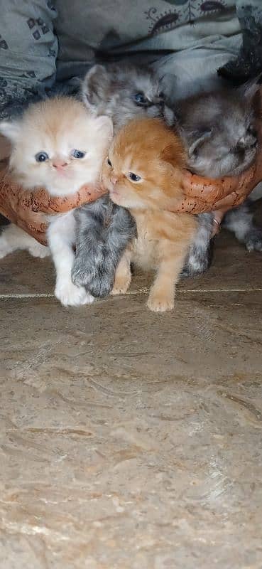 pure parsheyan kittens for sale 6