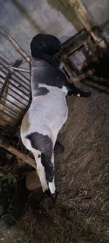 Sheep for Sale Age 20m 0