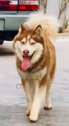 Siberian Husky