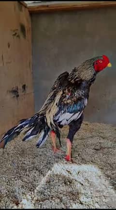 java shamo male for sale & chicks