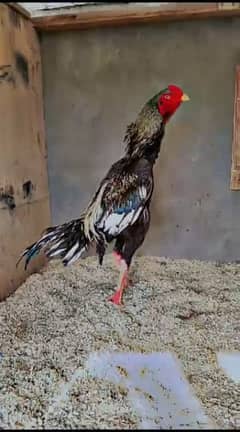 java shamo male for sale & chicks
