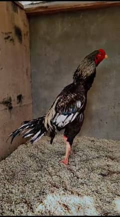 heera Male for sale & chicks & java shamo male