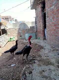 aseel Madagascar pair