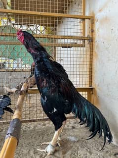 Shamo aseel